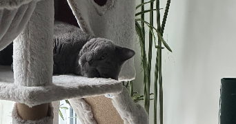 chaimae cat sitter à COMBS LA VILLE 77380_3