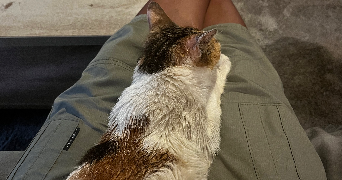 diane pet sitter à RENNES 35000_2