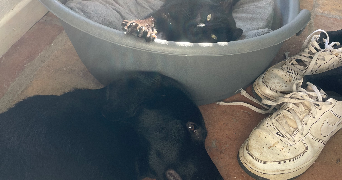 luna pet sitter à BARGEMON 83830_3