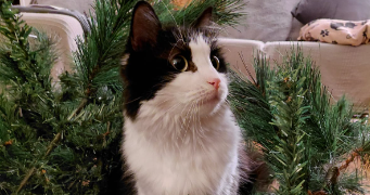 nejma pet sitter à PARIS 15 75015_0