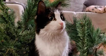 nejma pet sitter à PARIS 15 75015