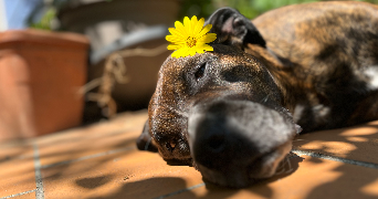 ornella pet sitter à MARTIGUES 13500_2