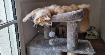 axelle pet sitter à SONCHAMP 78120_4