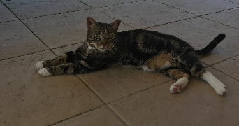 chloe pet sitter à LA ROQUE BAIGNARD 14340_9