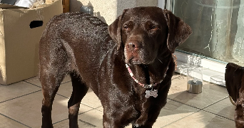 marine pet sitter à TOULON 83100_3
