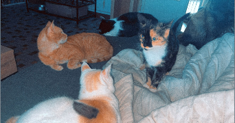 camille pet sitter à ALENCON 61000_6