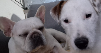 elodie pet sitter à BEAUPONT 01270_0