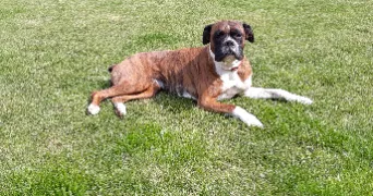 jean michel pet sitter à CAESTRE 59190