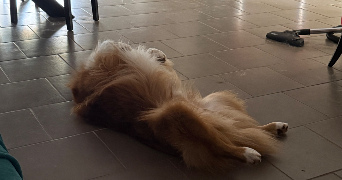 ines pet sitter à ELBEUF 76500_2