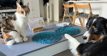 anais pet sitter à CUERS 83390_6