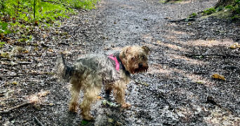 lise pet sitter à VAUCRESSON 92420_3