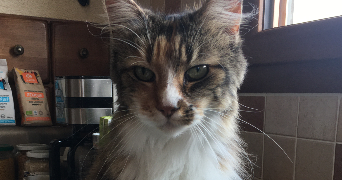 clarisse pet sitter à BETTON 35830_4