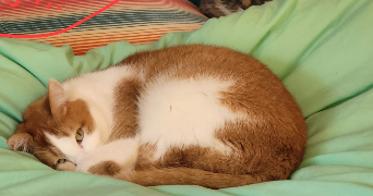 sarah pet sitter à LOYAT 56800_8