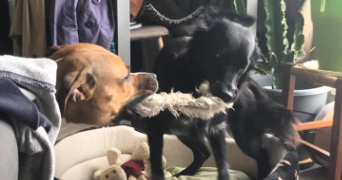 Manon pet sitter à Poitiers 86000_4