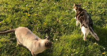 estelle pet sitter à VIRY 74580_1