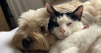 emma  pet sitter à NANTES 44000_9