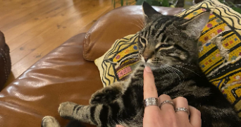 satine pet sitter à Montpellier 34000_0