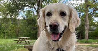 tracy pet sitter à ST LAMBERT LA POTHERIE 49070_1