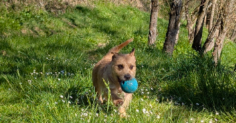madison pet sitter à NOMDIEU 47600_6