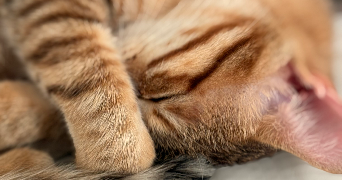 kenza pet sitter à ST FONS 69190_3