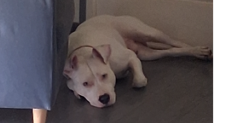 marjorie pet sitter à ST LAURENT DE LA SALANQUE 66250_7