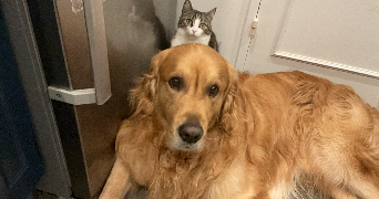 aghavni pet sitter à PARIS 04 75004_1