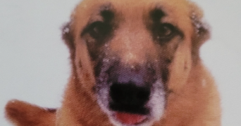 cassandra pet sitter à CROIX 59170_6