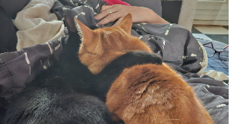 celya pet sitter à LE PECQ 78230_0