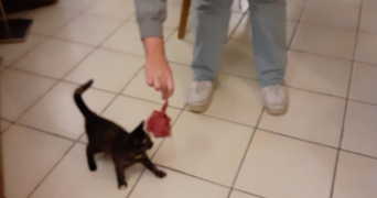 gill-andréa pet sitter à Les Essarts-le-Roi 78690_3