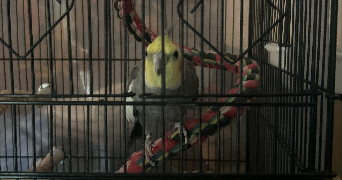 clara pet sitter à AMIENS 80000_7