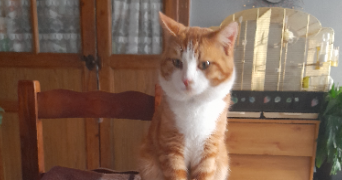 anastasia pet sitter à IS EN BASSIGNY 52140_0