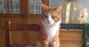 anastasia pet sitter à IS EN BASSIGNY 52140