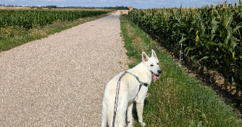 justine pet sitter à ANTONY 92160_9