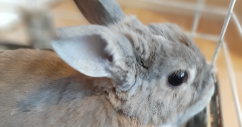 audrey pet sitter à CERGY 95800_1