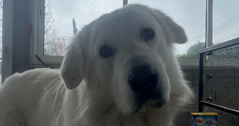 madison pet sitter à Bourges 18000_1