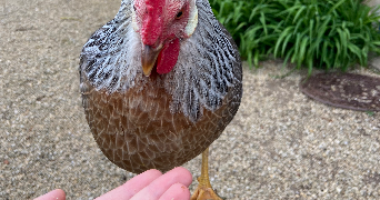 lou-anne pet sitter à PARIS 13 75013_3