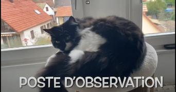 audrey pet sitter à ILLKIRCH GRAFFENSTADEN 67400_7