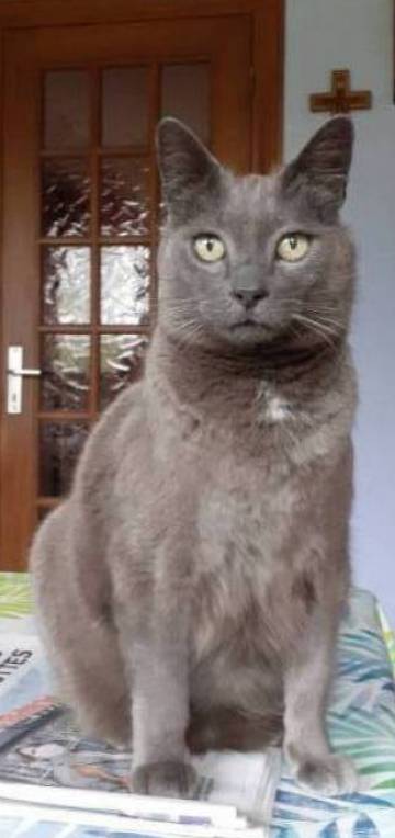 béatrice cat sitter à Douai 59500_8