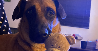 thulane pet sitter à TASSIN LA DEMI LUNE 69160_9