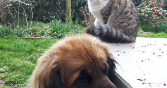 line pet sitter à ANGERS 49000_1