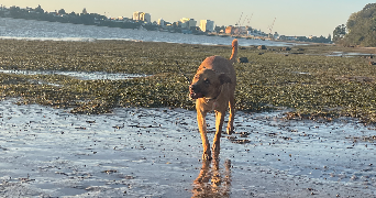 marine pet sitter à PARIS 13 75013_3