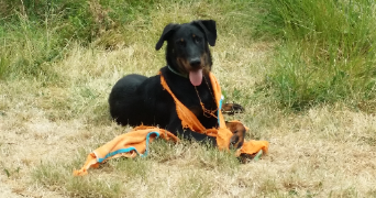 cyanne pet sitter à SEPVRET 79120_3