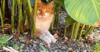 kimberlly pet sitter à VIERZON 18100_1