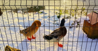 ismael pet sitter à MALAUNAY 76770_0