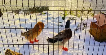 ismael pet sitter à MALAUNAY 76770