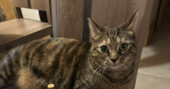 annabel pet sitter à ARRACOURT 54370_0