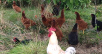 angeline pet sitter à MONTENDRE 17130_4