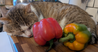 charlotte pet sitter à MARLY 57155_4