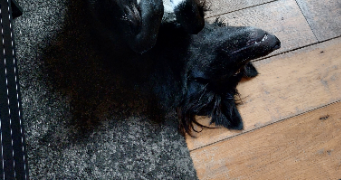 vinciane pet sitter à Armentières 59280_7