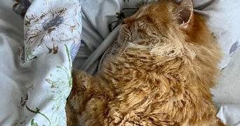 afrah pet sitter à TOULOUSE 31000_0